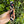 Load image into Gallery viewer, Wristlet Keychain -Four Winds