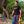 Load image into Gallery viewer, Our, Indigenous, Traditions. Tee Tee clothing, comfortable, Cotton, fabric, Fall, Fashion, Indian, Indigenous, indigenous unity, Native, native american, oit, Our, Powwow, Spring, Style, Trad